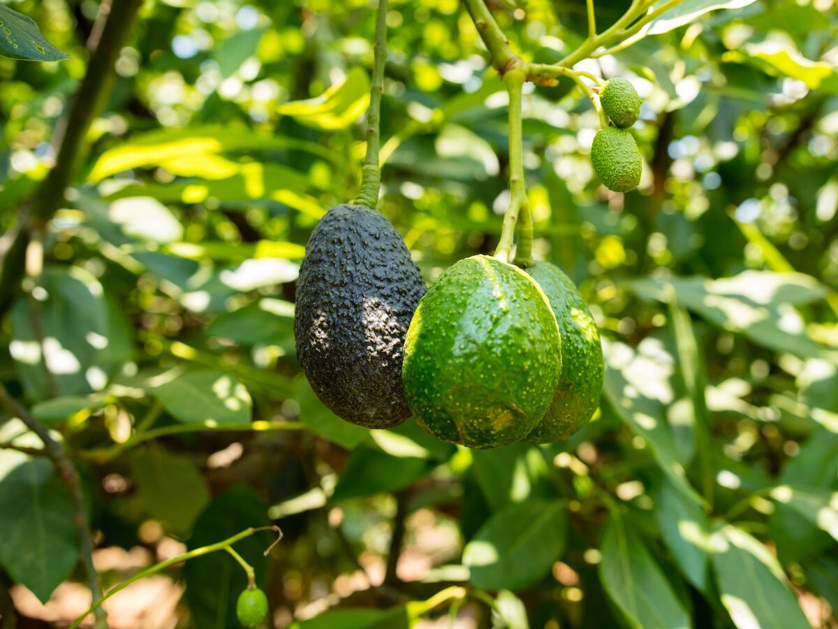 Gobierno alista reglamentación para cultivo sostenible del aguacate