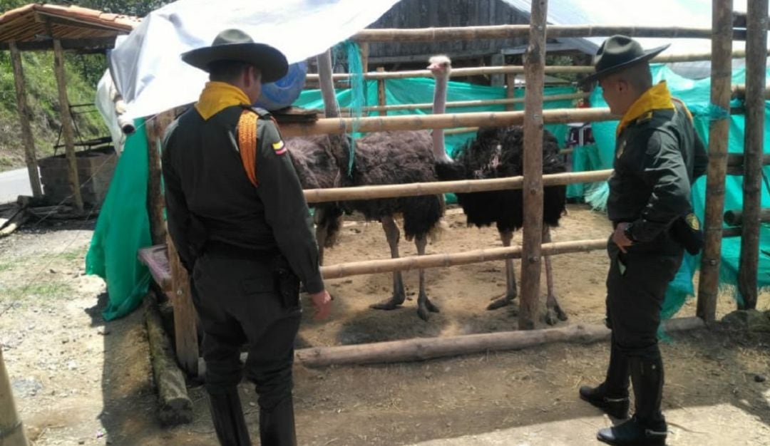 Animales en cautiverio incautados