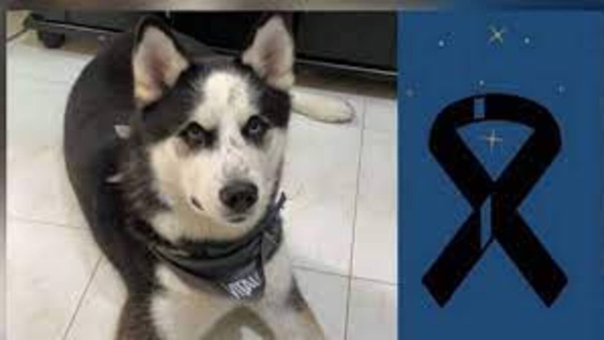 Viviana Ríos, propietaria perro
