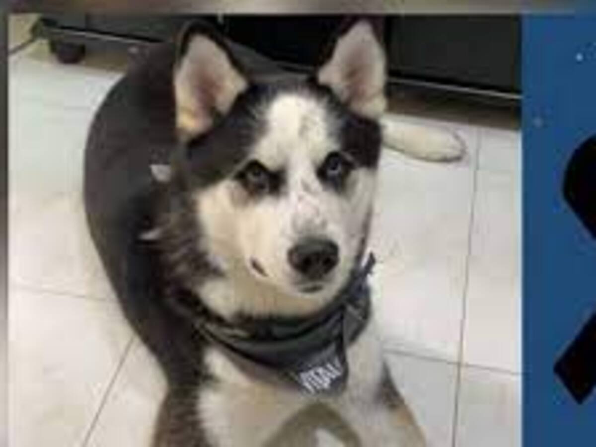 Ciudadana en Armenia que denunció la muerte de su mascota pidió disculpas públicas