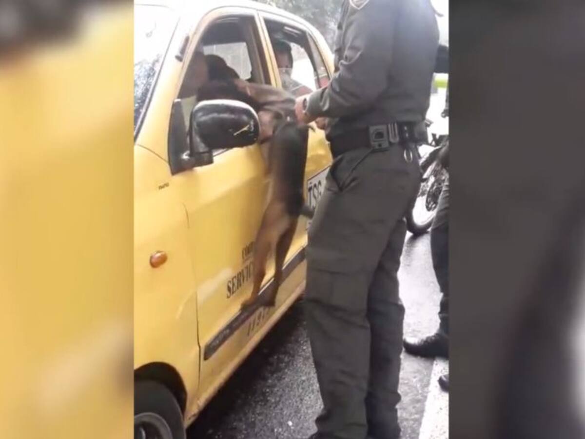 Policía confirma adopción de perro que fue abandonado en Medellín