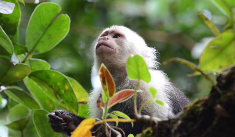 Imagen de archivo de Wild Colombia de Natgeo, un documental sobre la biodiversidad en Colombia.