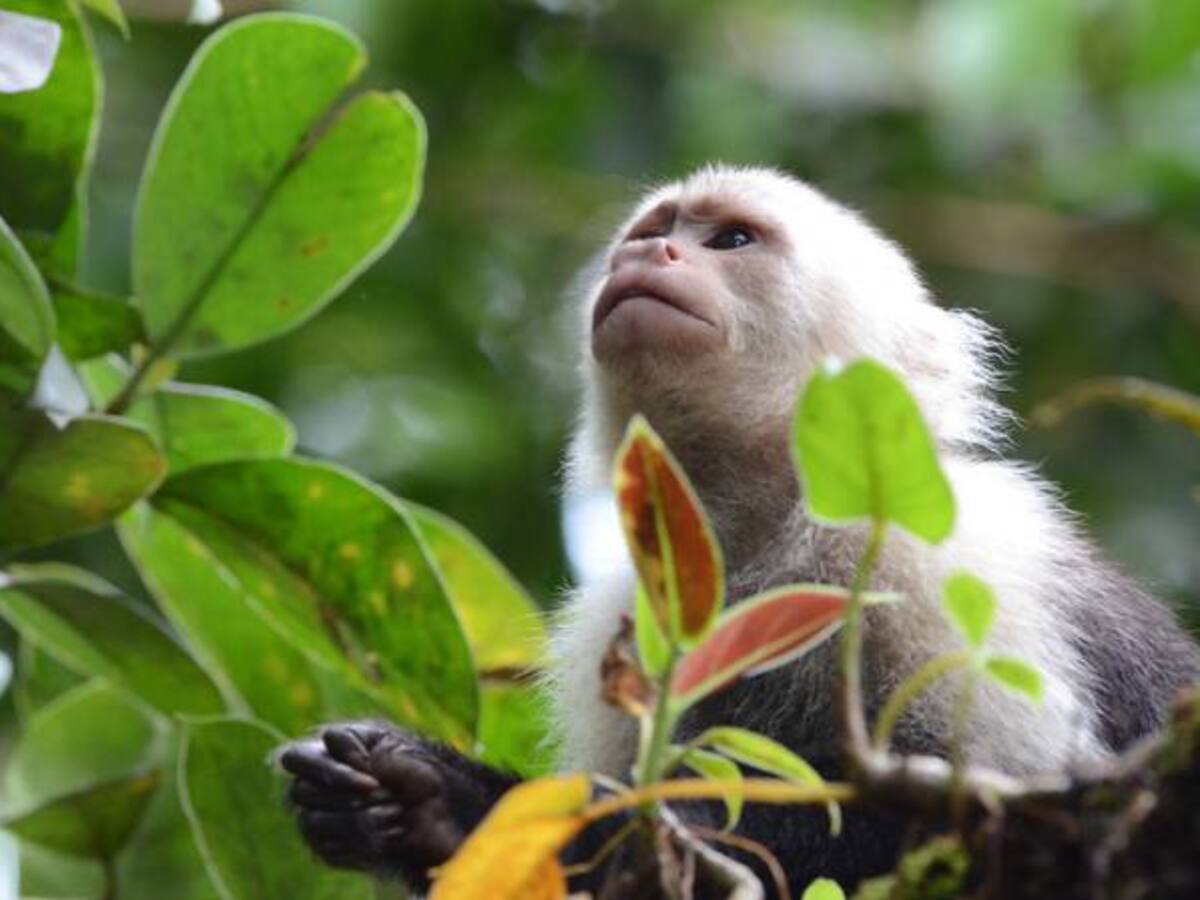Representantes de 128 países se unen en Medellín por la biodiversidad