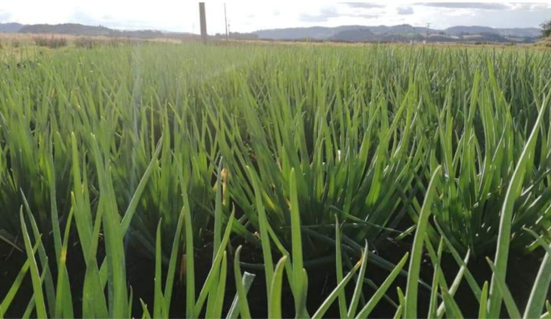 Producción de cebolla en Aquitania