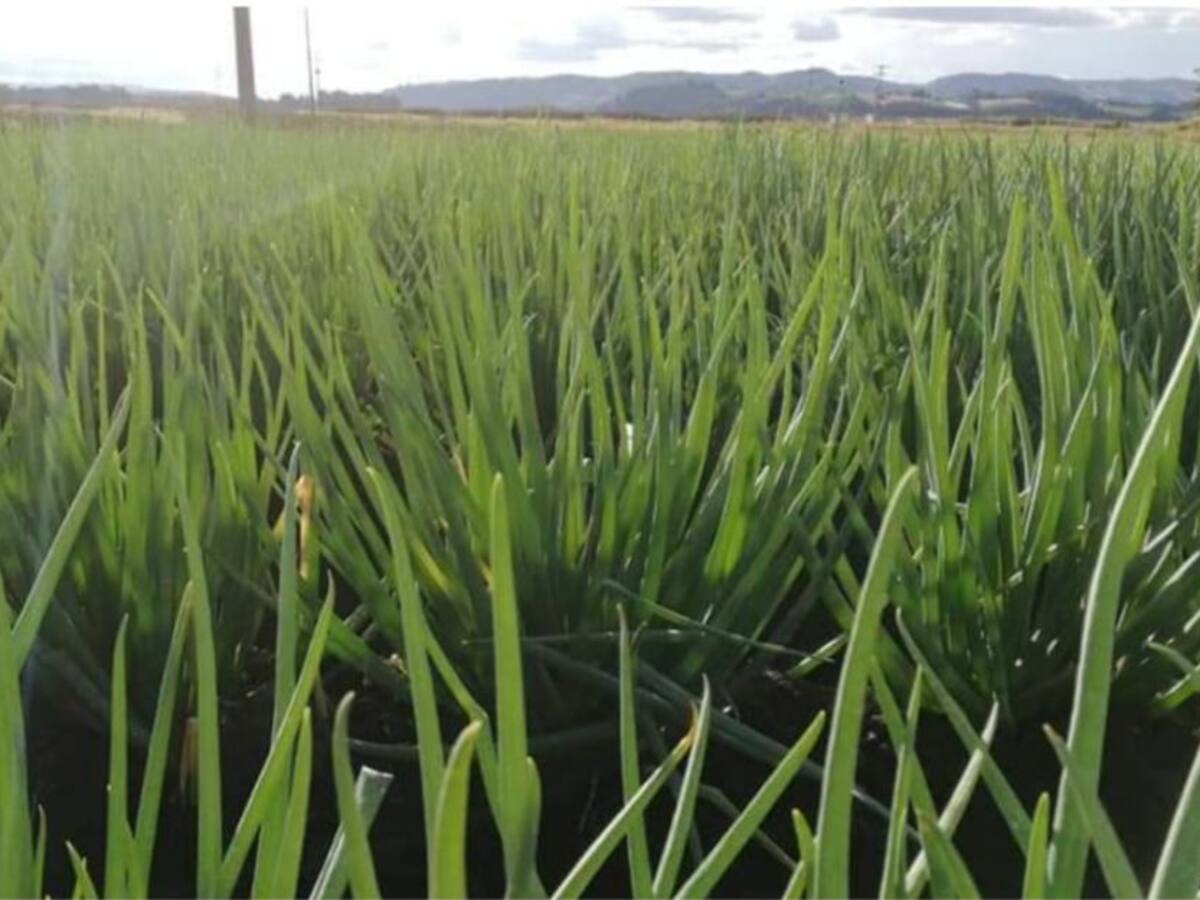 Campesinos venderían a restaurantes mediante plataforma digital