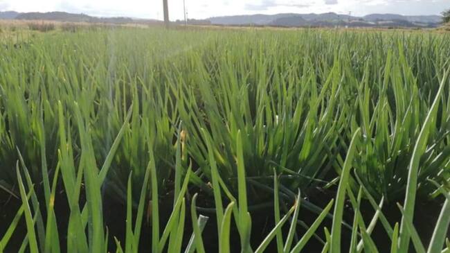 Producción de cebolla en Aquitania