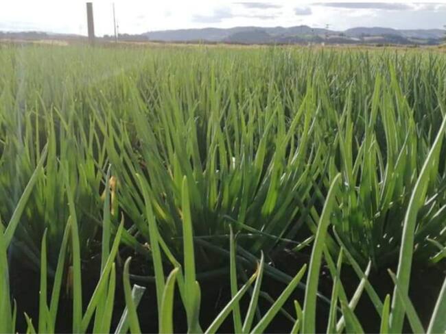 Producción de cebolla en Aquitania