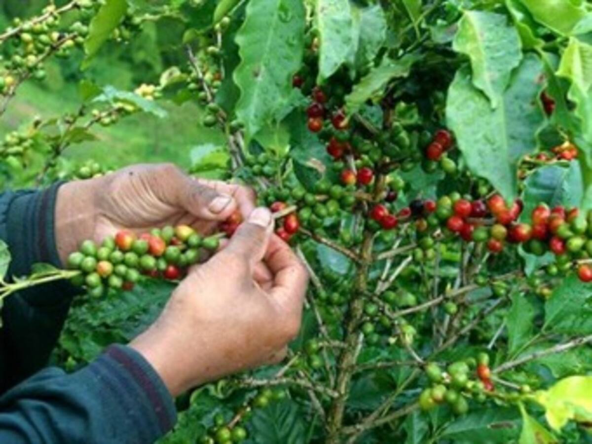 Producción de café en 2013 será superior a 10 millones de sacos