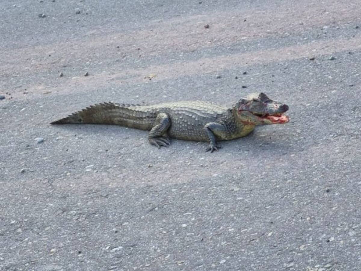 VIDEO: Babilla herida apareció sobre la vía Bucaramanga a Barrancabermeja