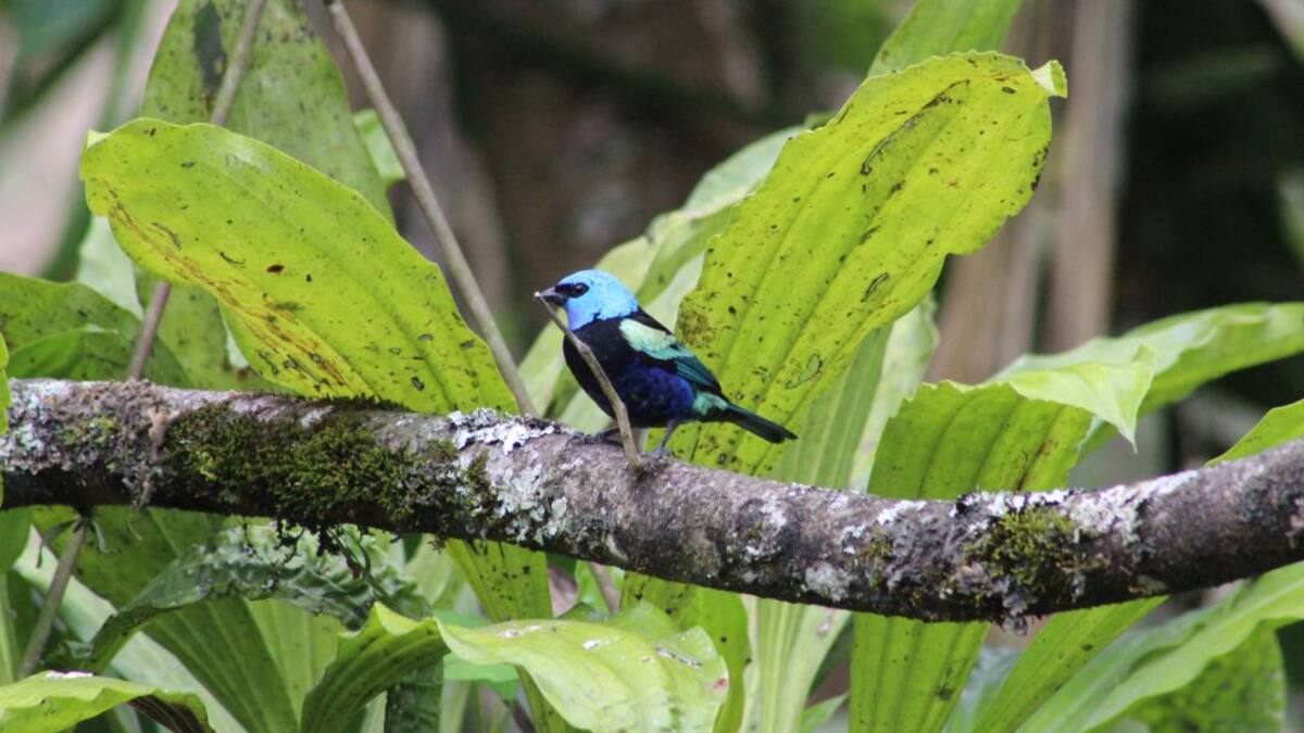 “Pedimos que se prohíba la caza de 5 especies en el Risaralda”