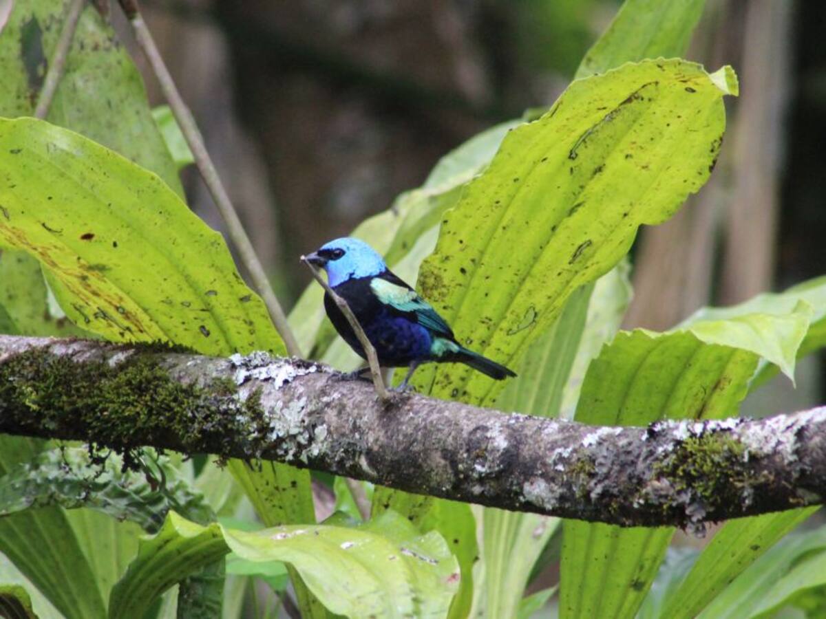 “Pedimos que se prohíba la caza de 5 especies en Risaralda”