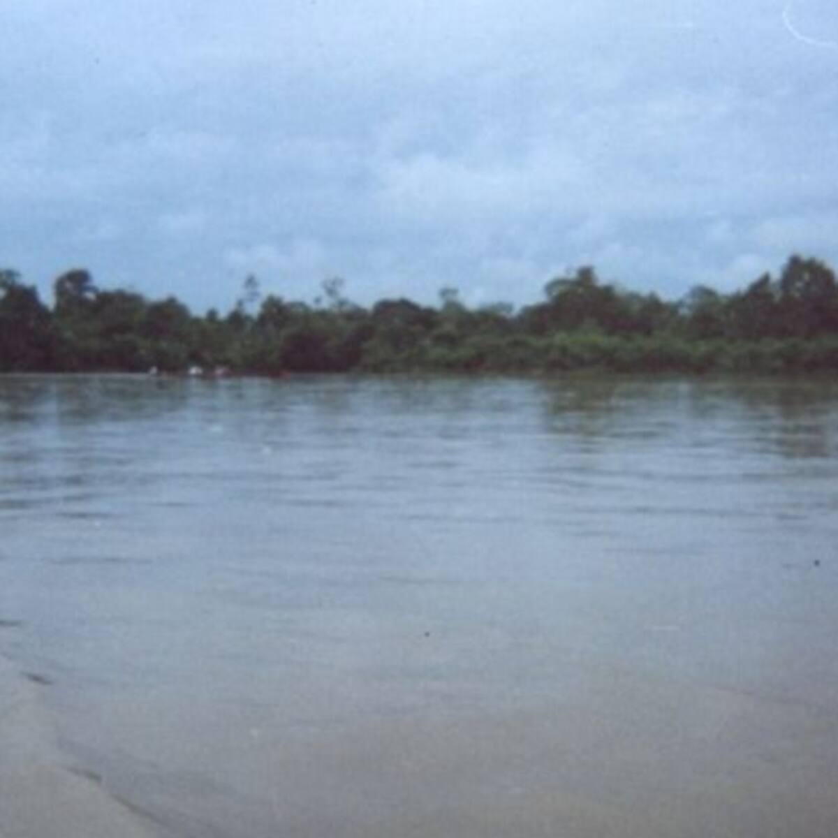 Nuevo hallazgo de pez en la cuenta del río Putumayo
