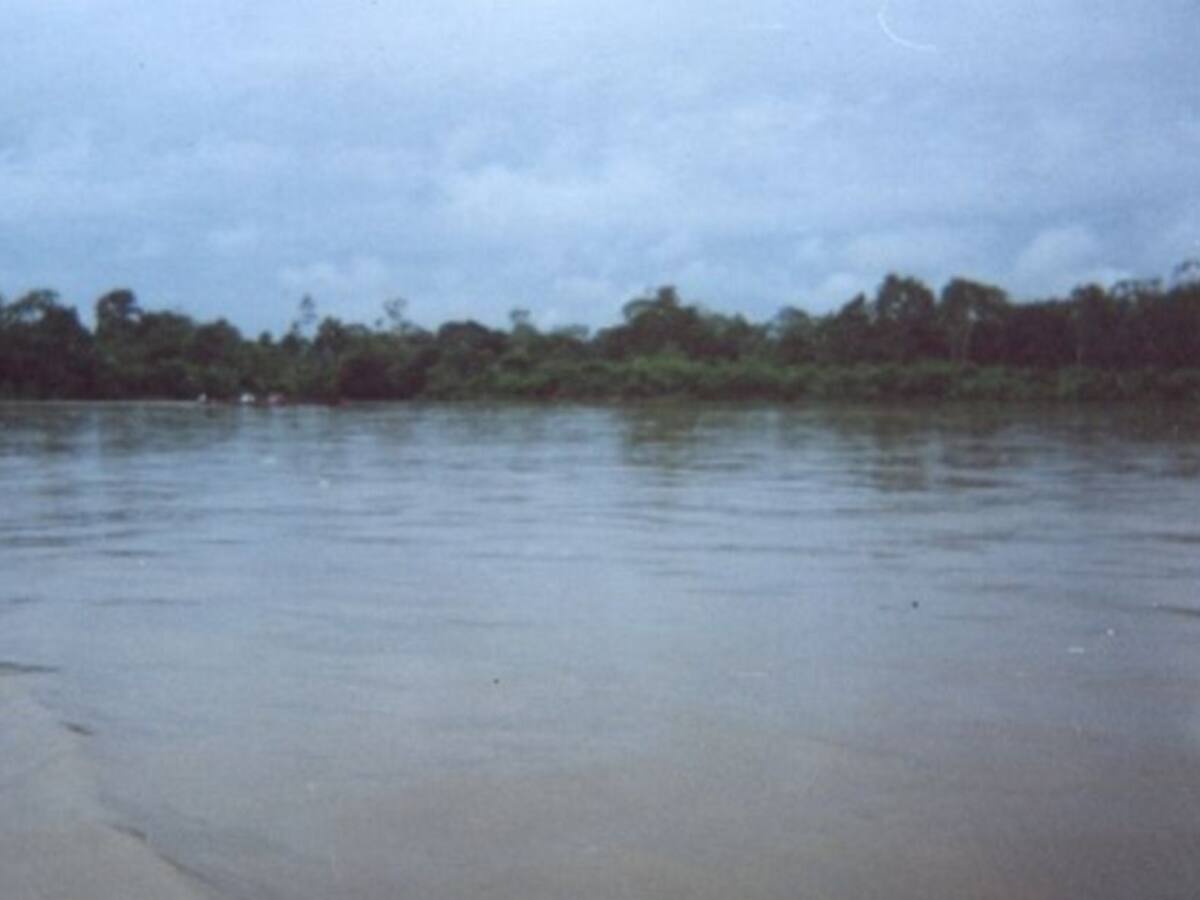 Nuevo hallazgo de pez en la cuenta del río Putumayo