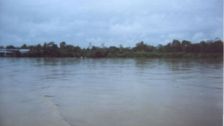 Nuevo hallazgo de pez en la cuenta del río Putumayo