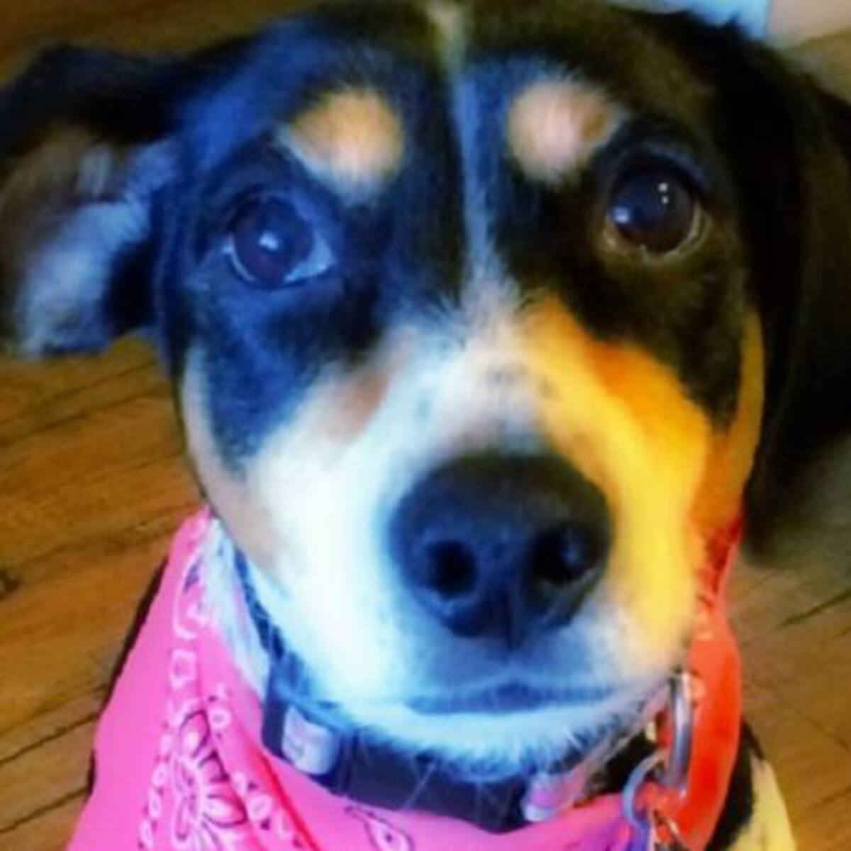 Aerolínea mexicana pierde un perro y lanza campaña en redes
