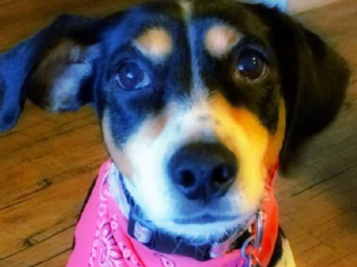 Aerolínea mexicana pierde un perro y lanza campaña en redes