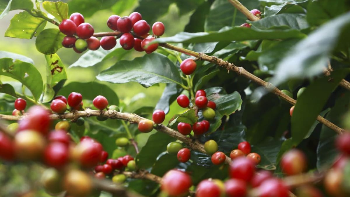 Historia del Café, contada de manera sencilla e ilustrada