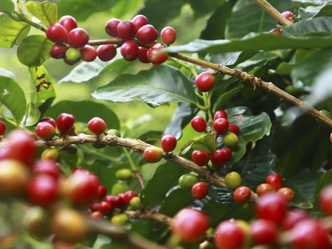 Historia del Café, contada de manera sencilla e ilustrada