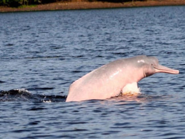 ‘Rio abajo’ una cruzada por salvar el delfín rosado