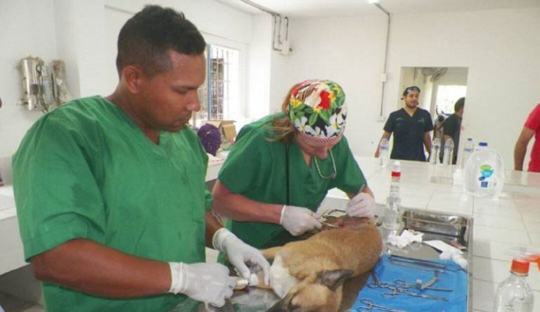 La convocatoria es para la prestación de servicios médicos veterinarios, esterilización y albergues temporal a caninos y felinos