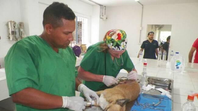 La convocatoria es para la prestación de servicios médicos veterinarios, esterilización y albergues temporal a caninos y felinos