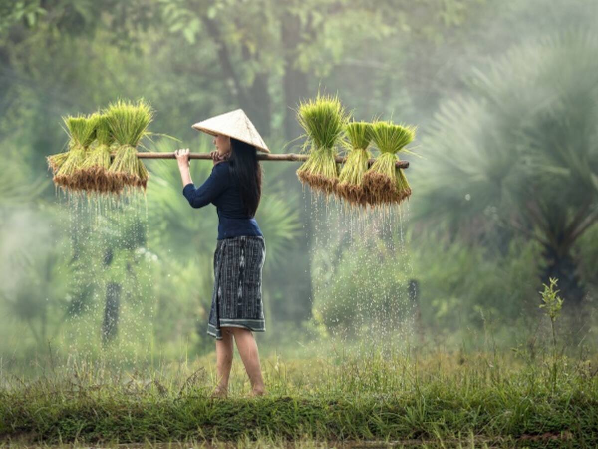 ¡China cosecha arroz de agua salada!