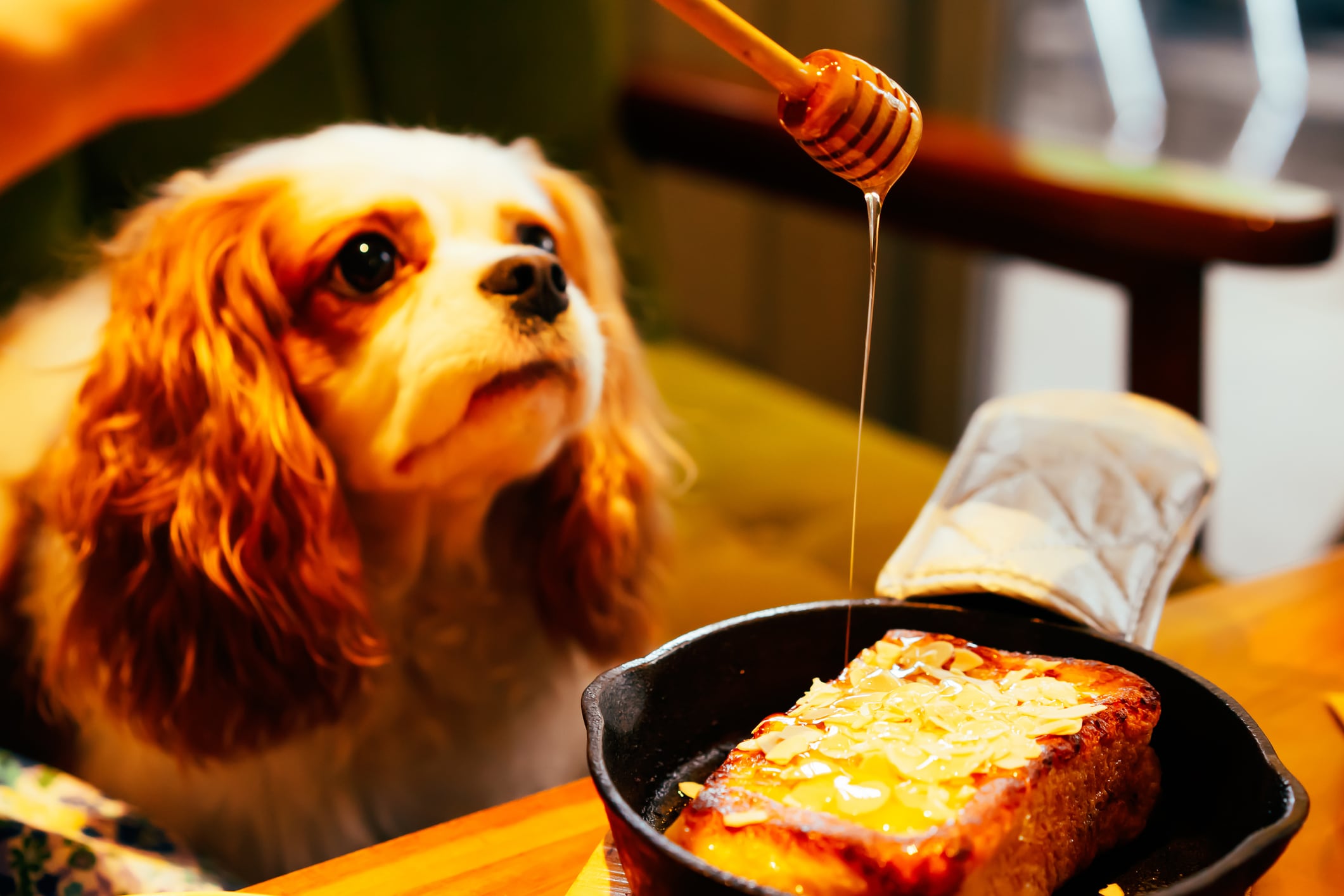 Imagen de referencia de un perro / Getty Images