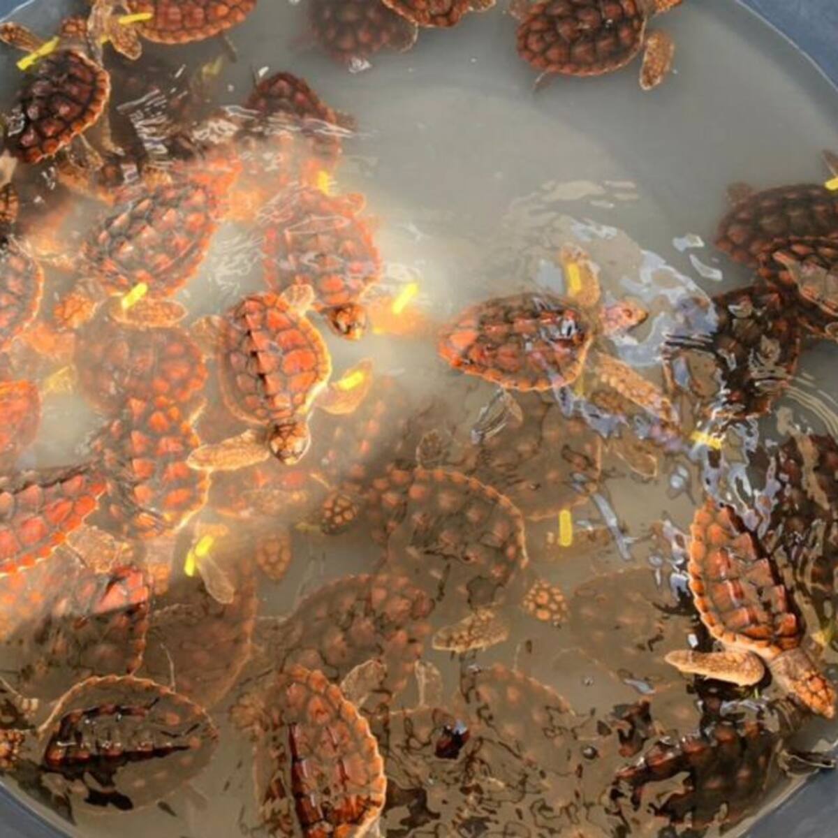 Liberan en el pacífico tortugas en peligro de extinción