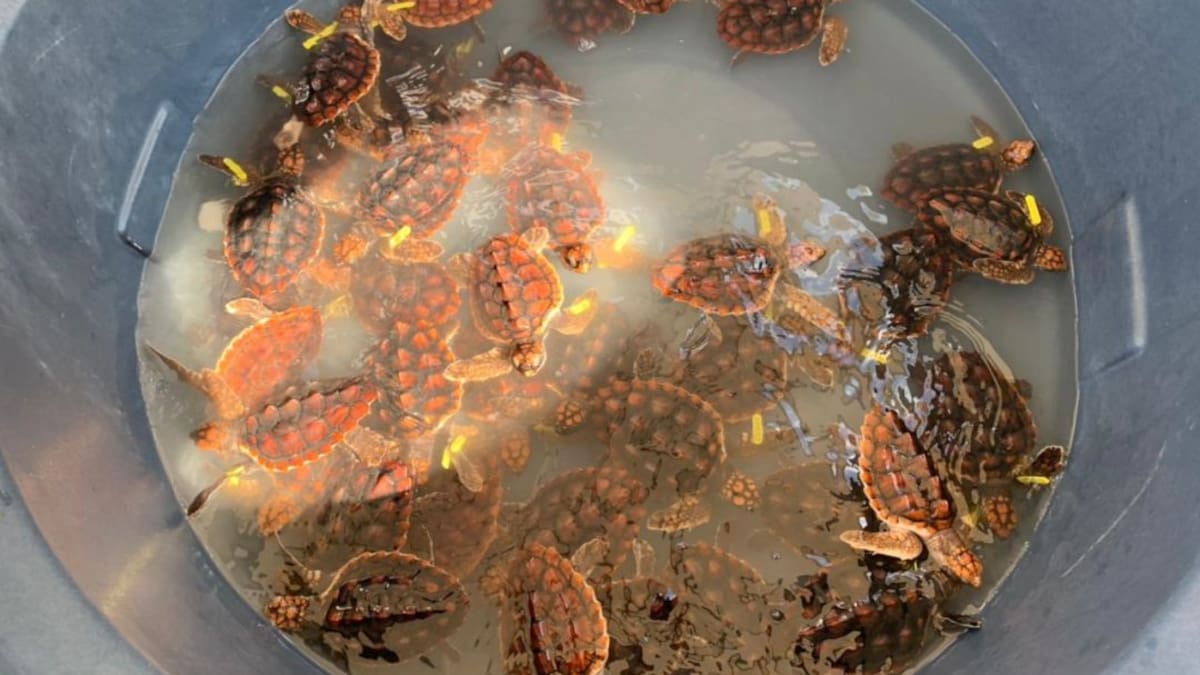 Liberan en el pacífico tortugas en peligro de extinción