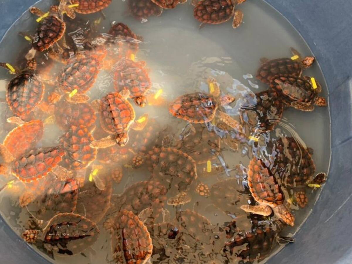 Liberan en el pacífico tortugas en peligro de extinción