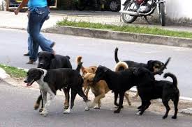 En muchos casos, los dueños solo notan la ausencia. Foto Relacionada.