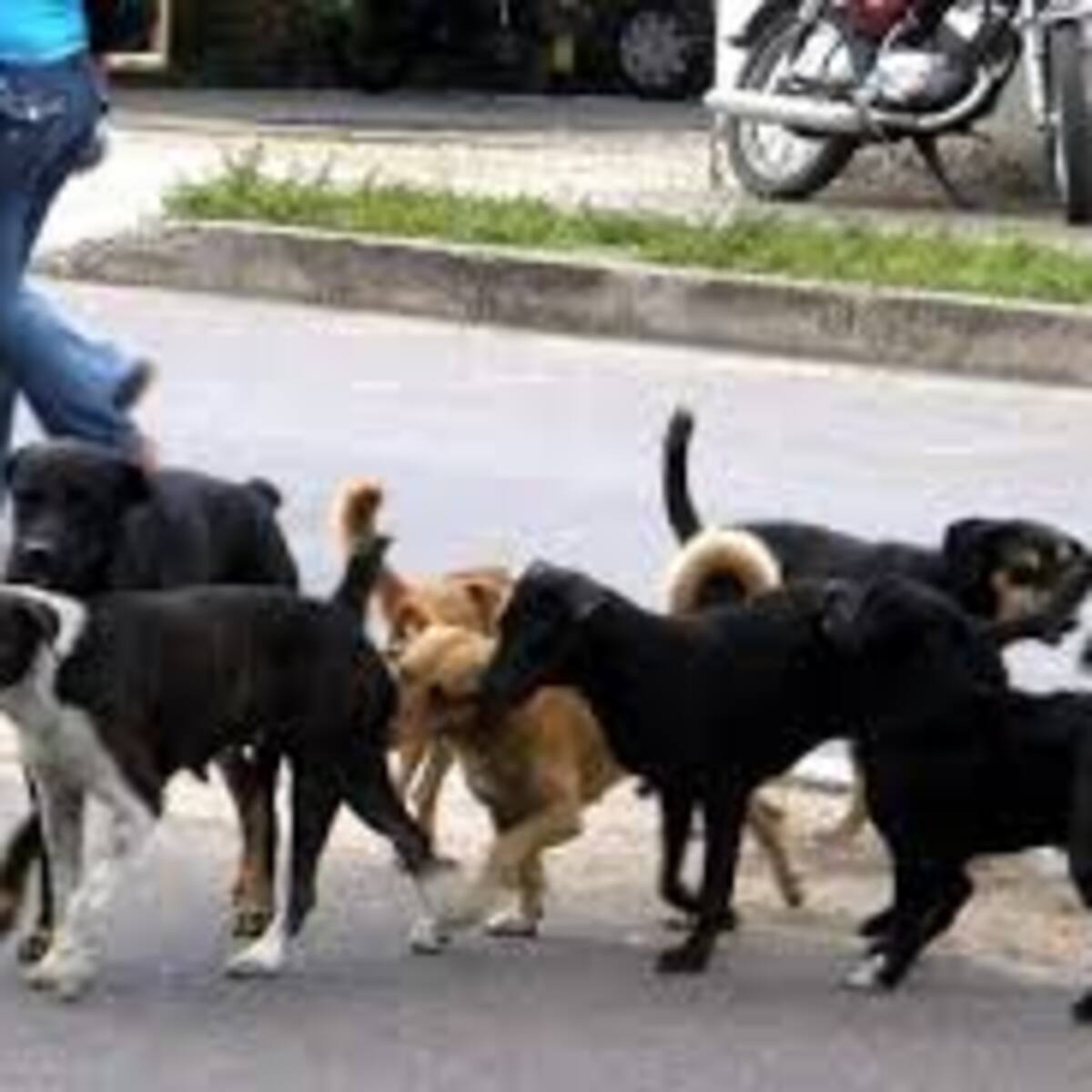 Pólvora en diciembre, un riesgo silencioso para los animales domésticos y silvestres de Neiva