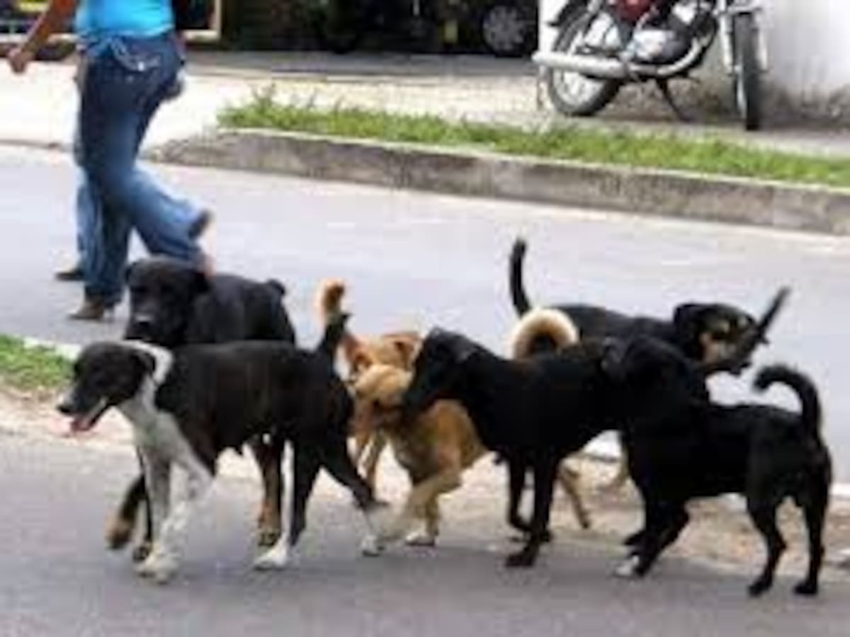 Investigan un posible envenenamiento de varias mascotas de compañía en Sabaneta
