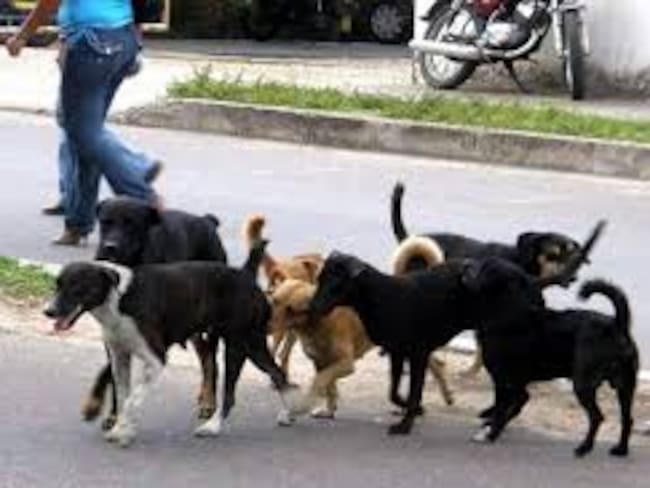 En muchos casos, los dueños solo notan la ausencia. Foto Relacionada.