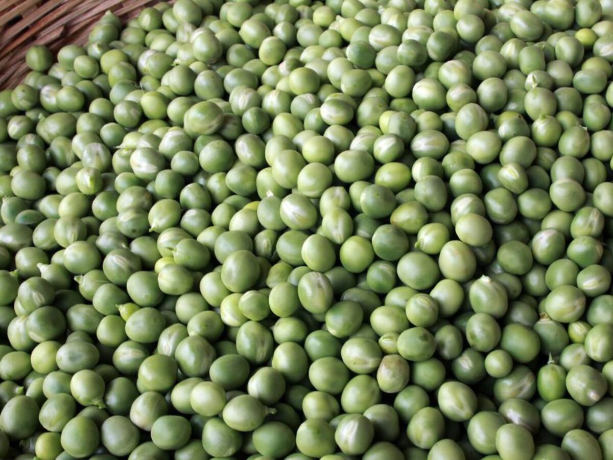 Invierno afecta a cultivadores de arvejas en el Tolima