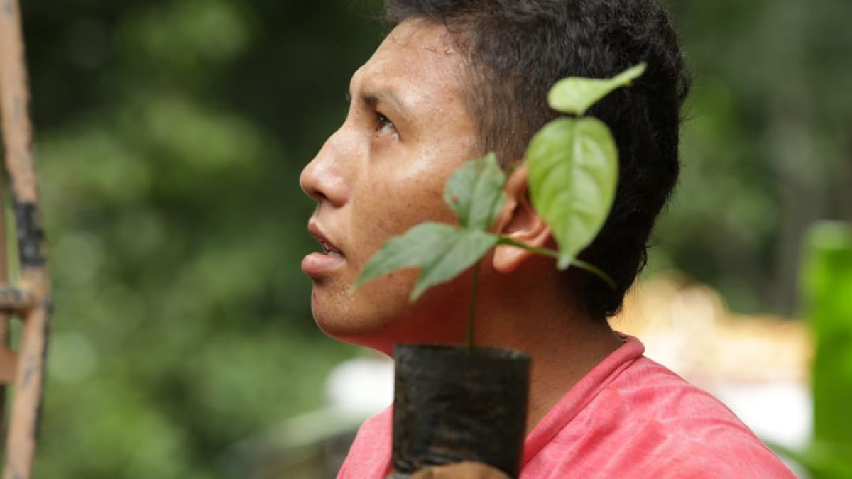 Sistemas agroforestales en Amazonía: cultivar protegiendo suelos y bosques