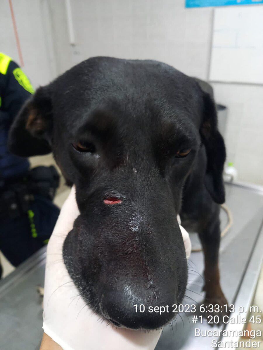 Judicializan a dos maltratadores de perros en Santander