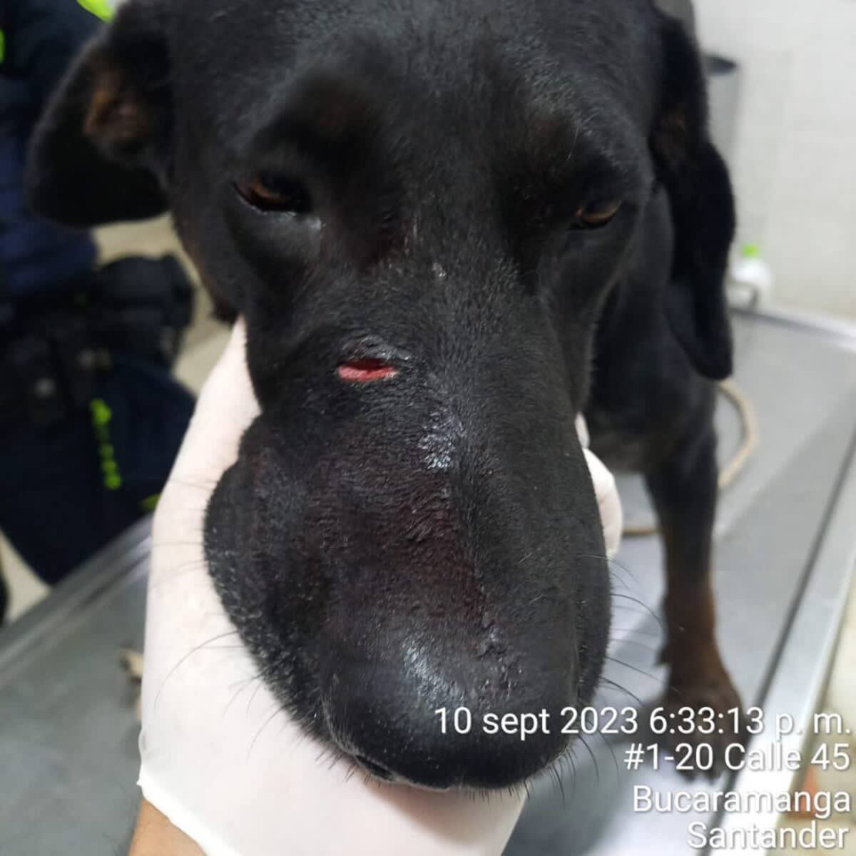 Judicializan a un hombre que mató un perro en Puente Nacional, Santander
