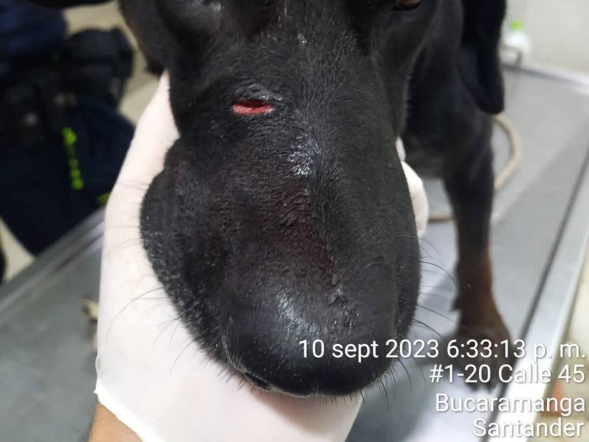 Judicializan a un hombre que mató un perro en Puente Nacional, Santander