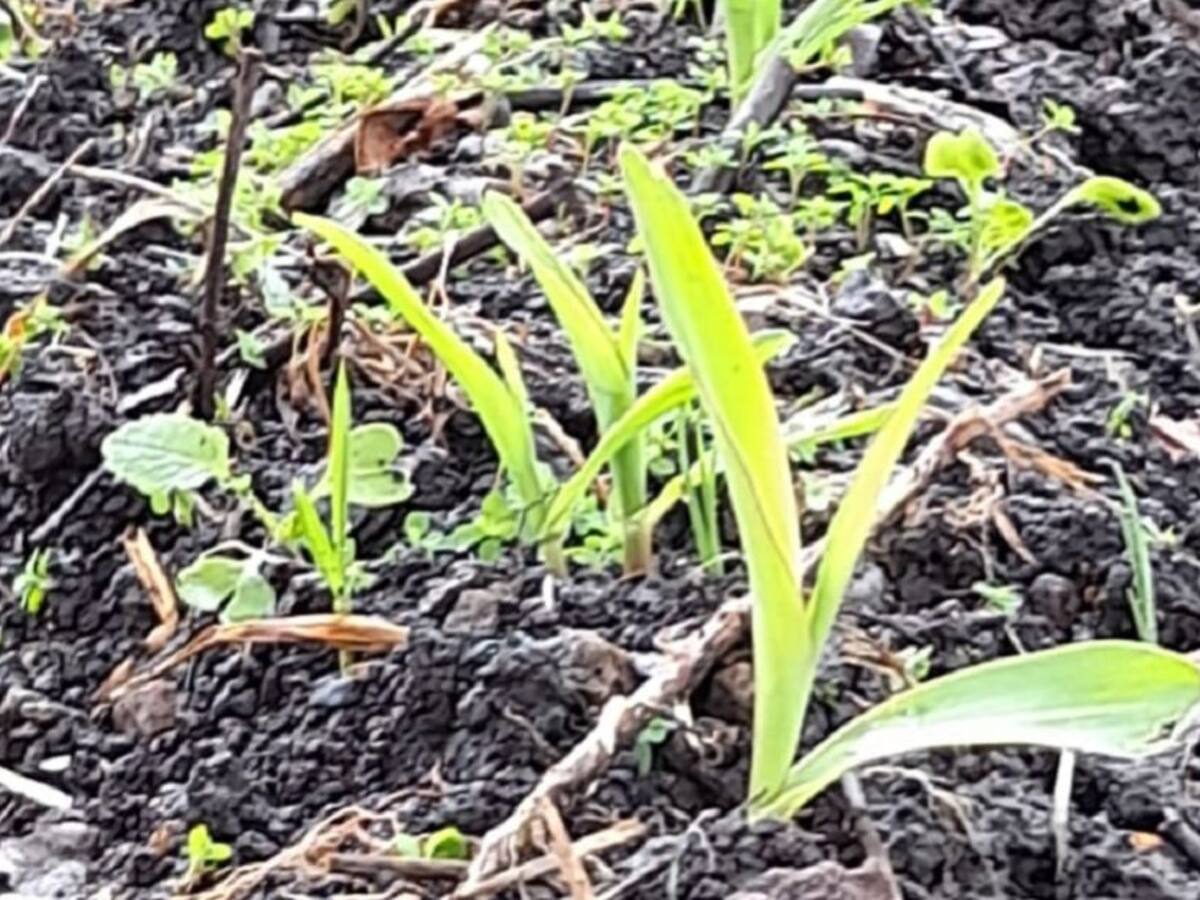 La física y su aporte a mejorar la productividad de las semillas