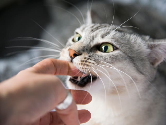 Gato mordiendo el dedo de una persona (Foto vía Getty Images)