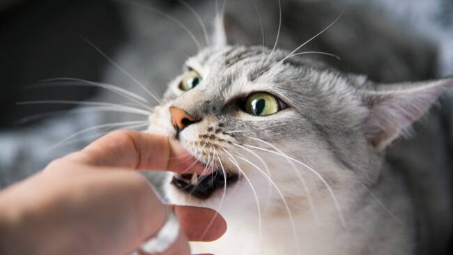 Gato mordiendo el dedo de una persona (Foto vía Getty Images)