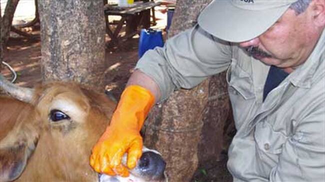 Los ganaderos han lanzado la alerta por la crisis que enfrentarán, debido al diagnóstico positivo de fiebre aftosa en Cúcuta.. Foto: Colprensa