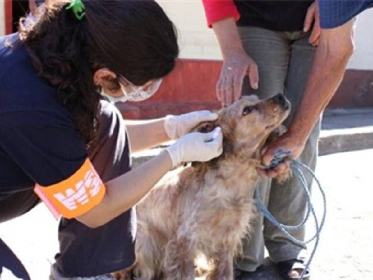 Diego Hernández, oficial veterinario para manejo de desastres de la WSPA, da un reporte sobre la ayuda que prestaron en Chile.
