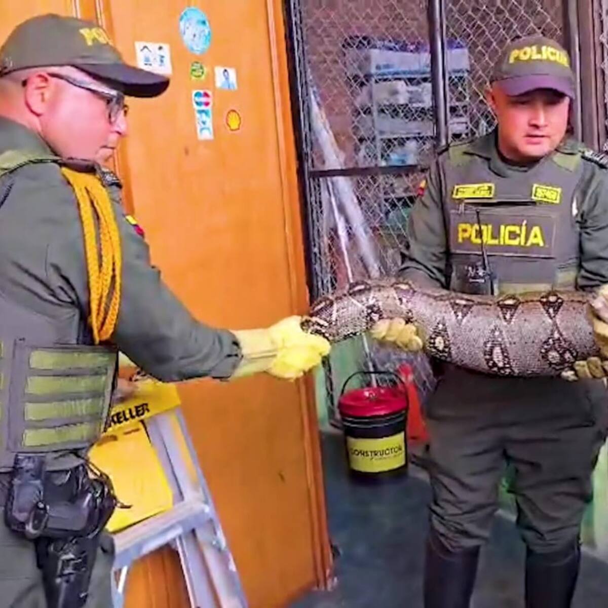 A salvo y en su hogar: 3 boas halladas en Soacha y Boyacá fueron devueltas a su hábitat