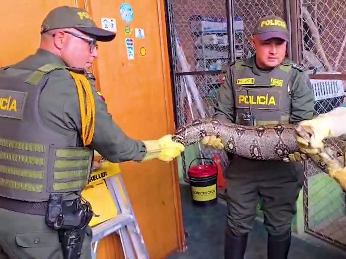 A salvo y en su hogar: 3 boas halladas en Soacha y Boyacá fueron devueltas a su hábitat