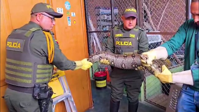 A salvo y en su hogar: 3 boas halladas en Soacha y Boyacá fueron devueltas a su hábitat