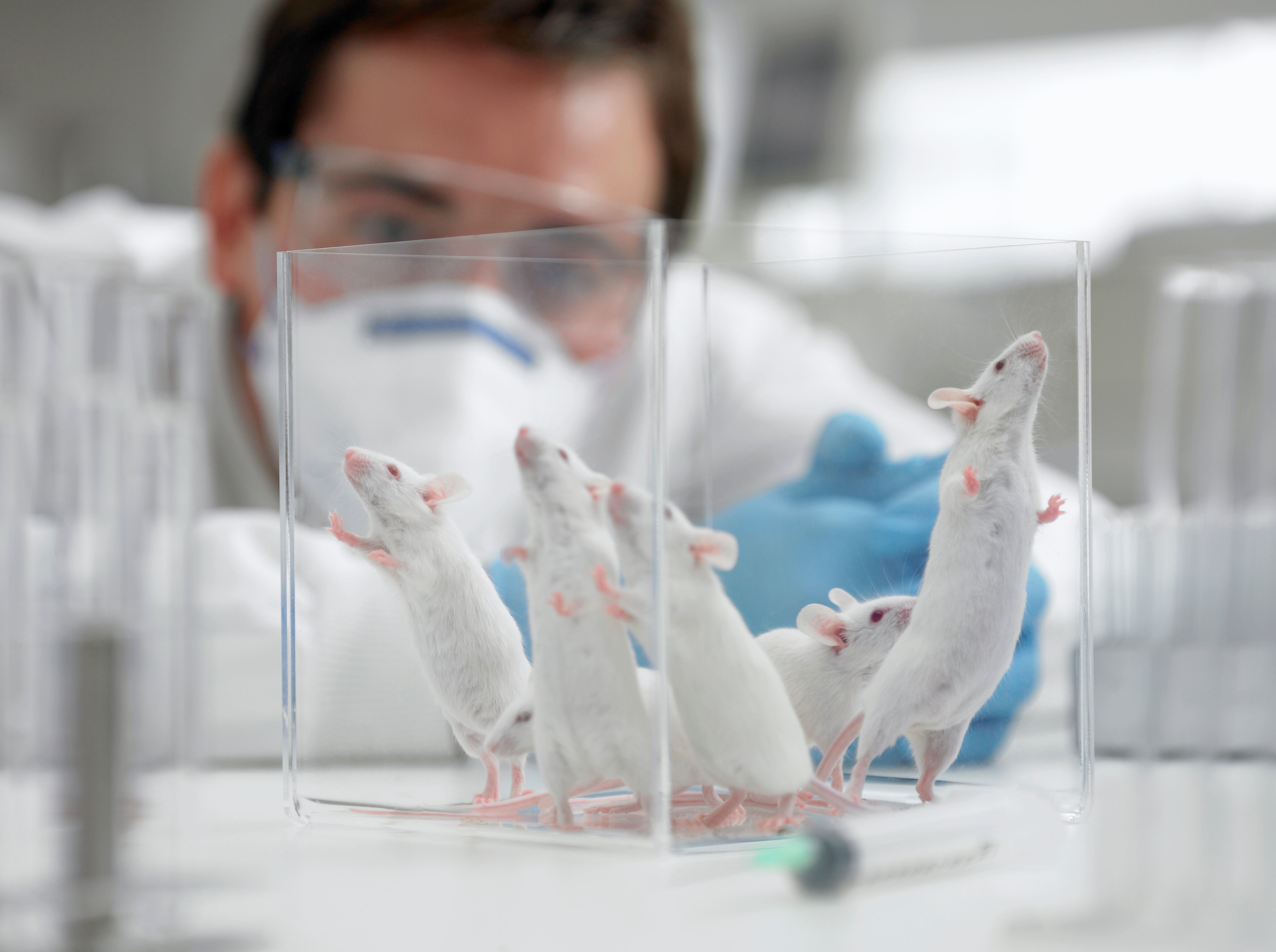 Ratones de laboratorio (Getty Images).
