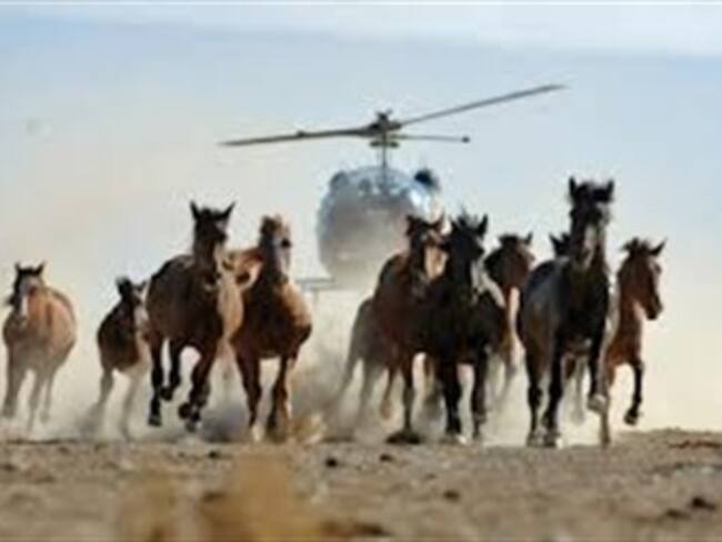 Comienza la matanza de unos 10.000 caballos salvajes en el norte de Australia