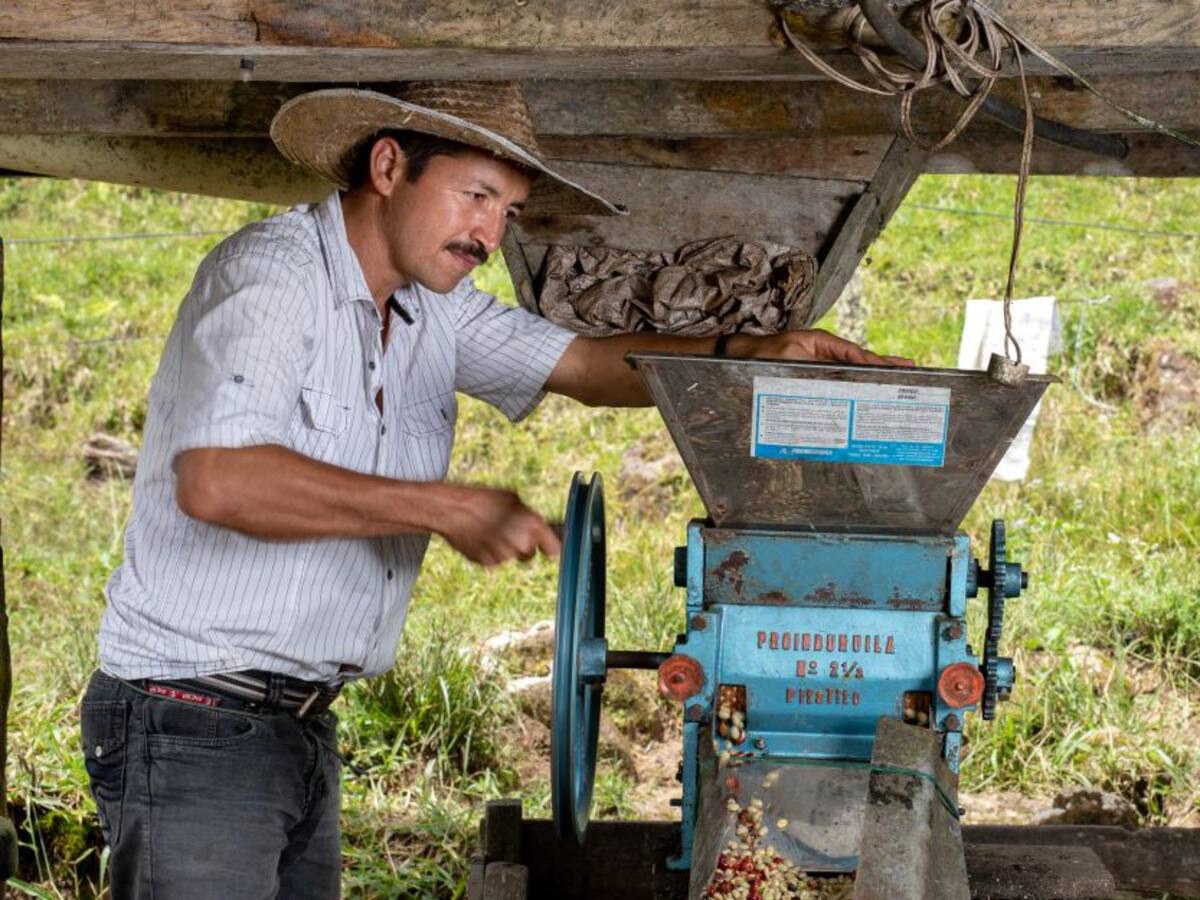 Producción de café cayó un 7% en el mes de abril